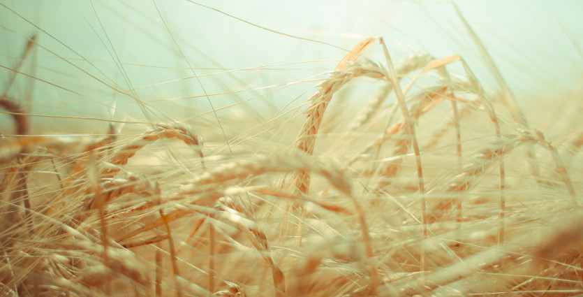 Nulla blandit, mauris non commodo iaculis. Quisque adipiscing.